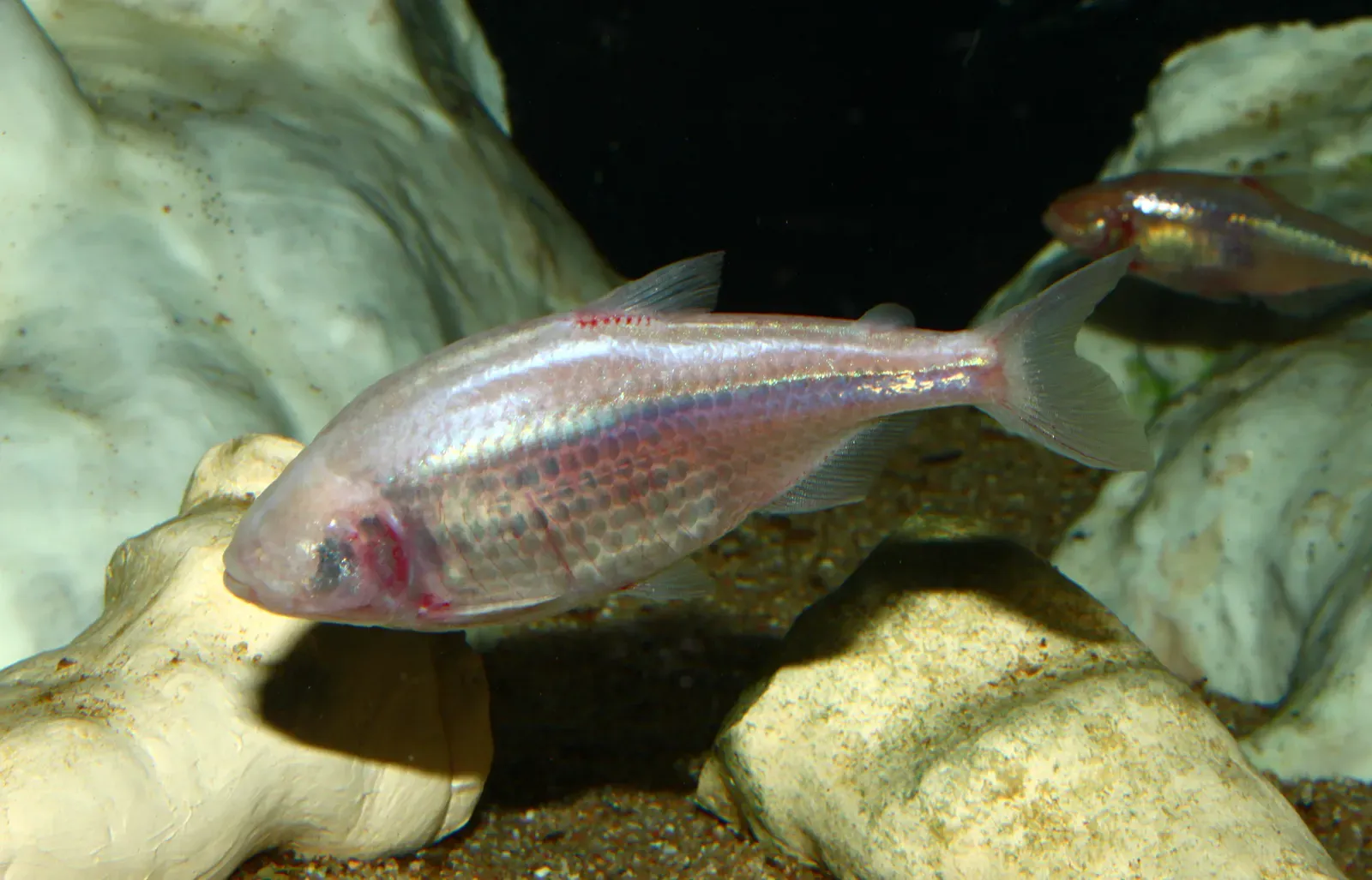 7. Blind Cavefish: Living Without Light in Underground Waters (By H. Zell, CC BY-SA 3.0)