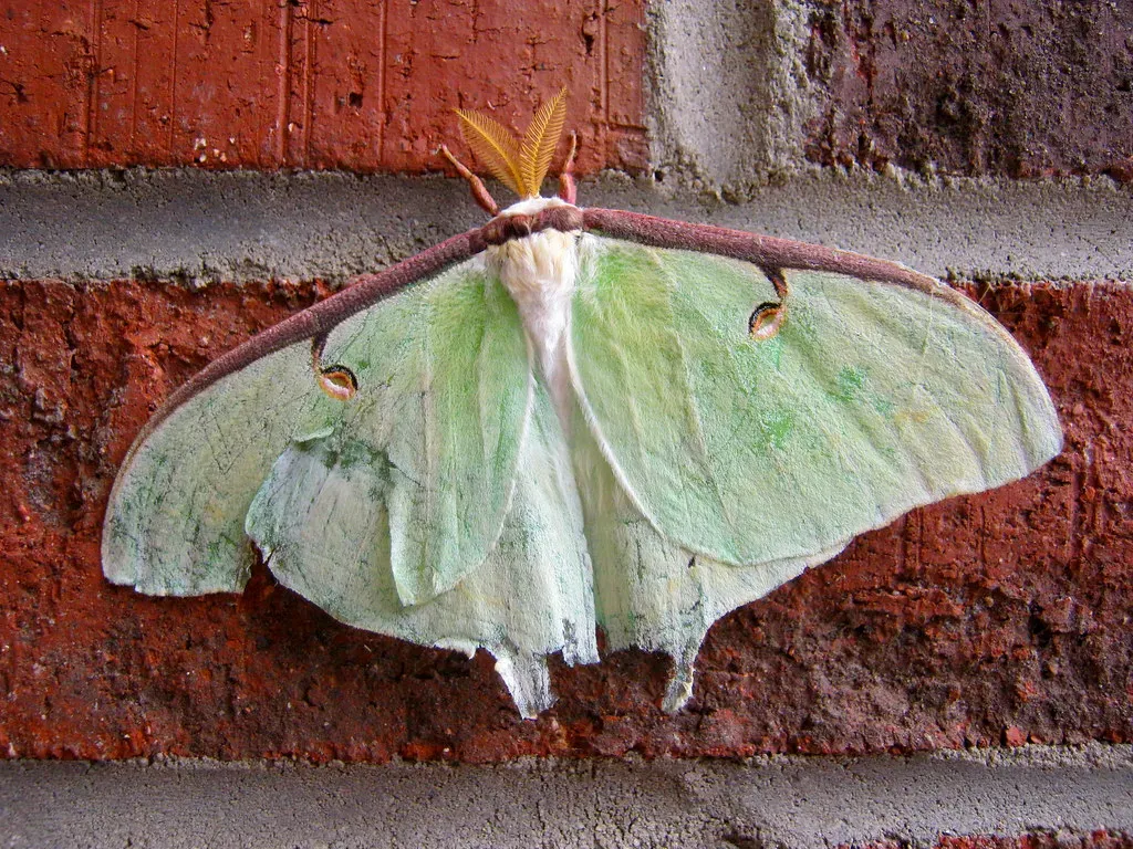 The First Shock: Why a Giant Green Moth Feels So Unnervingly Special (Belle Dee, Flickr, CC BY 2.0)