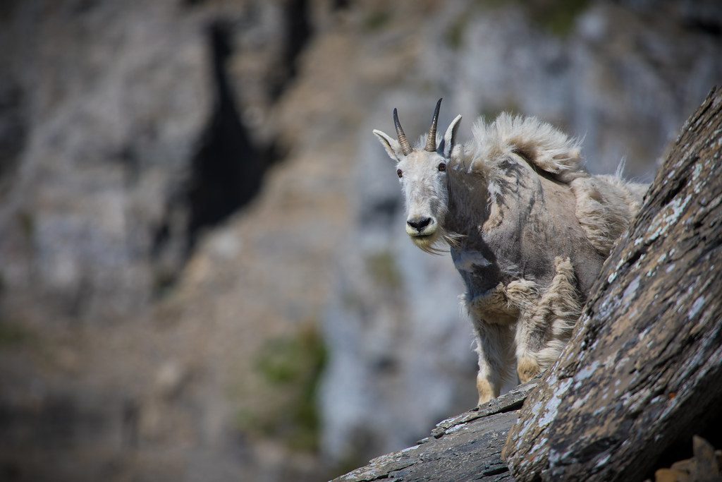 The Mountain Goat's Gravity-Defying Hooves (Image Credits: Flickr)