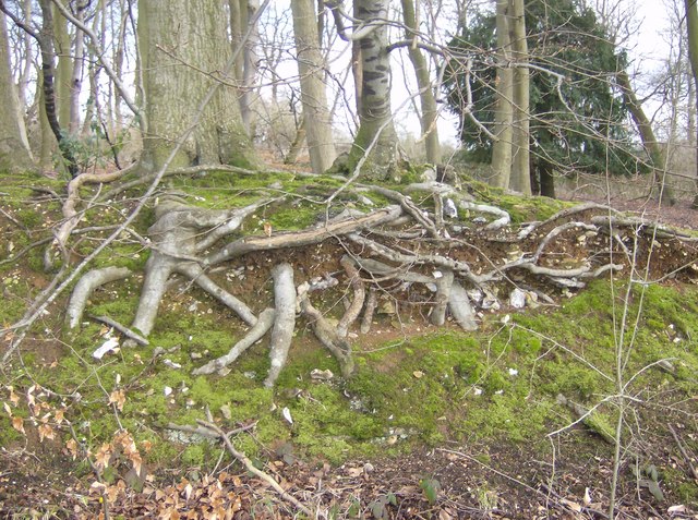 From Ancient Tools to Modern Science (Image Credits: Wikimedia)