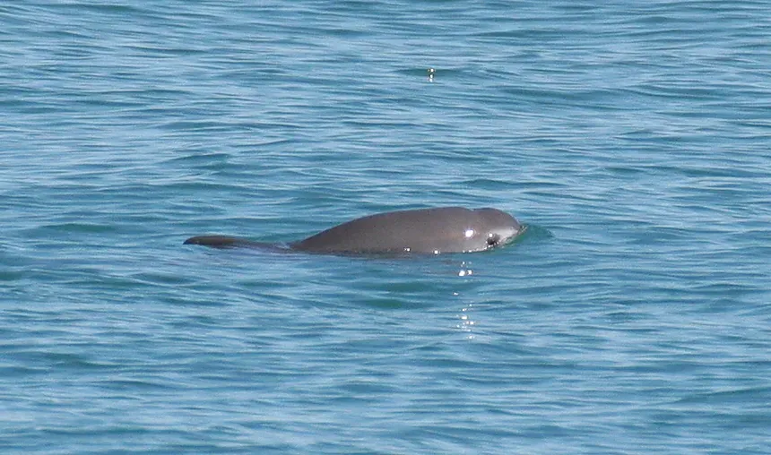 Vaquita: The Ghost Porpoise of the Gulf of California (Image Credits: Wikimedia)