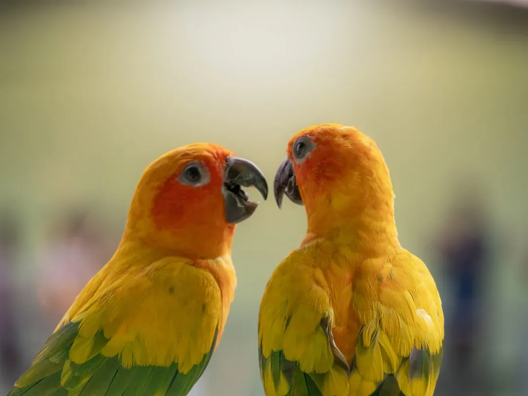 Conclusion: Learning to Listen to the Silent Wild (Image Credits: Unsplash)