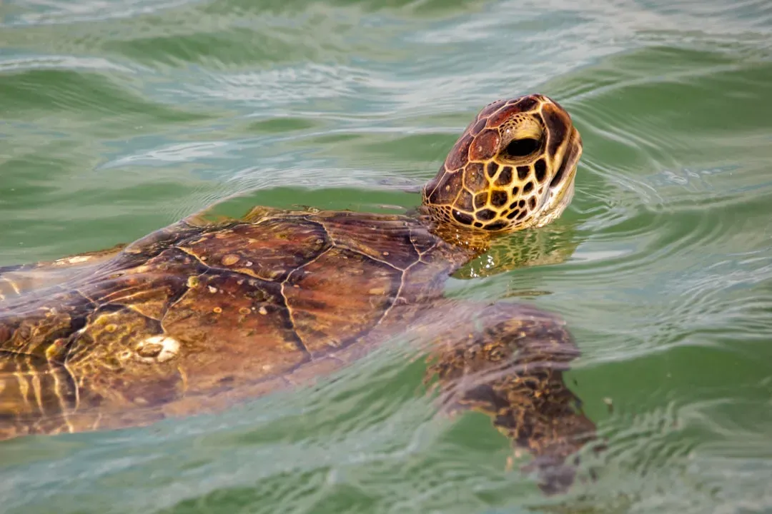Kemp’s Ridley Sea Turtle – The Ocean’s Most Imperiled Turtle (Image Credits: Unsplash)