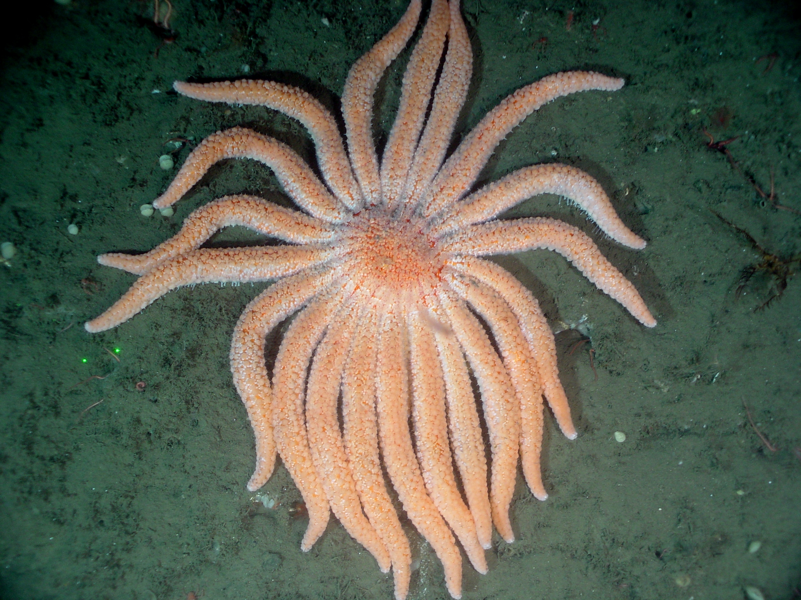 Sea Star Wasting Disease Disrupts the Food Chain (Image Credits: Wikimedia)