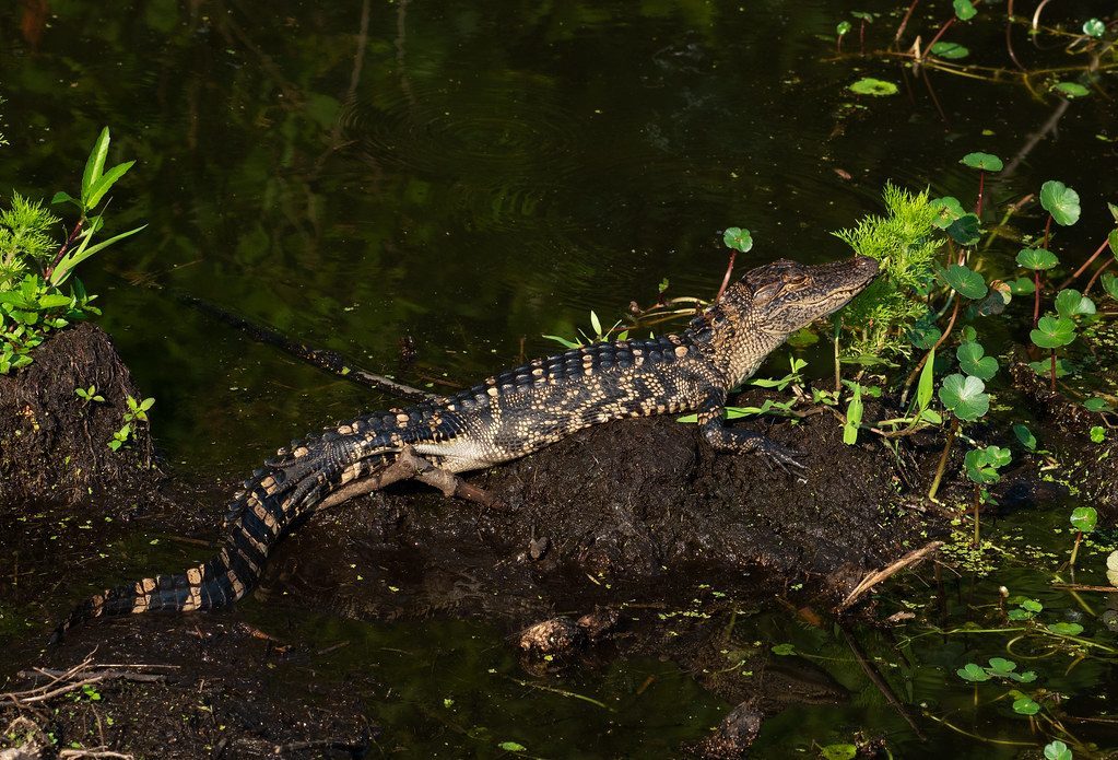 American Alligator: Swampland Success Story (Image Credits: Flickr)