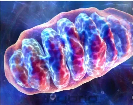 Your Mitochondria Turn From Powerhouses Into Sources of Damage (Image Credits: Flickr)