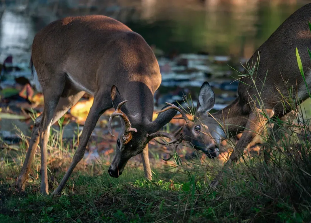 Instincts Across the Animal Kingdom: Universal Yet Unique (Image Credits: Unsplash)