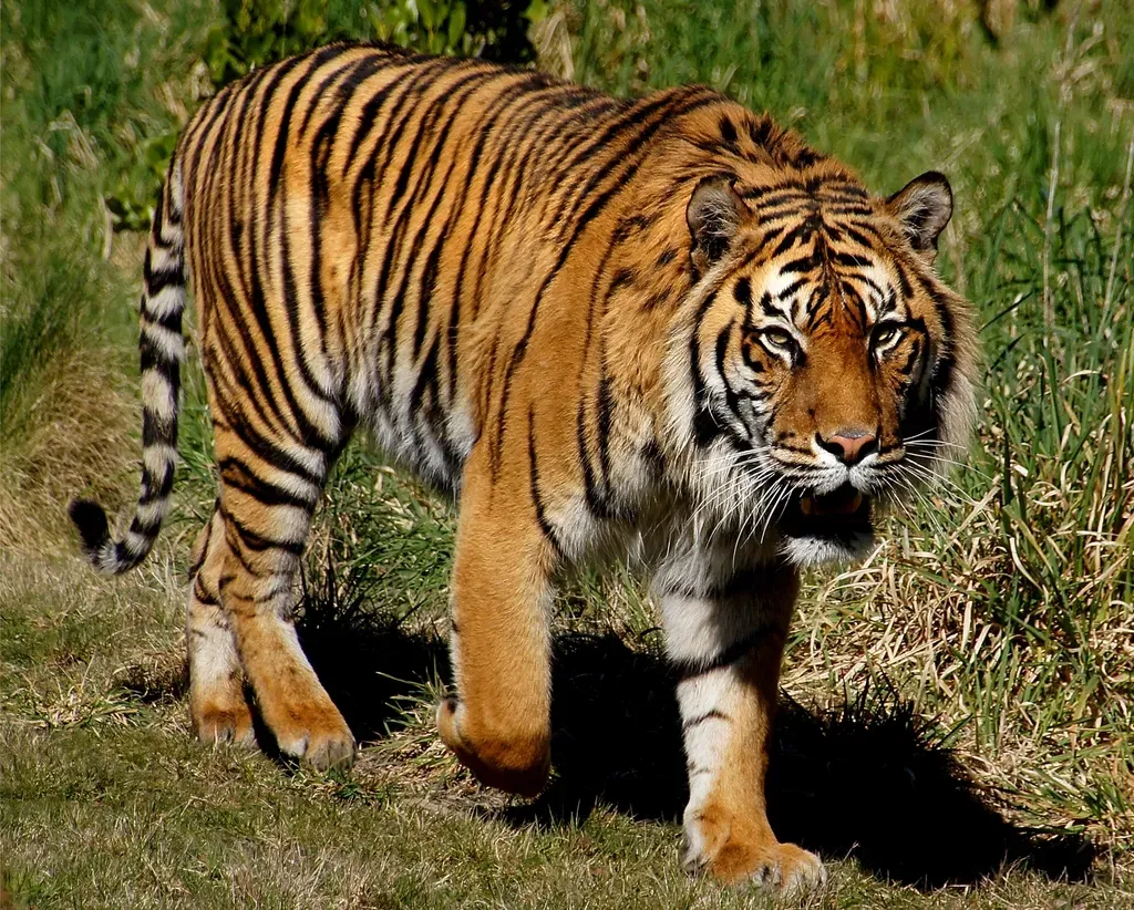 Conservation: Why Social Awareness Matters for Survival (Image Credits: Rawpixel)