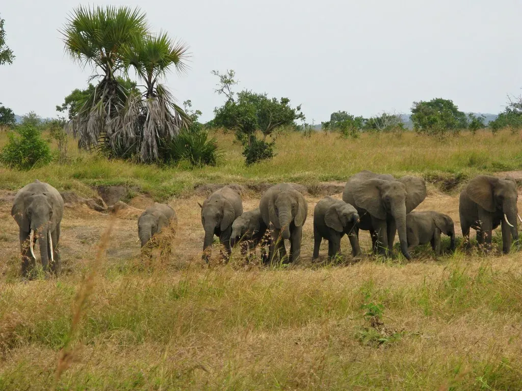 Family First: Tight-Knit Female Herds (David Davies, Flickr, CC BY-SA 2.0)