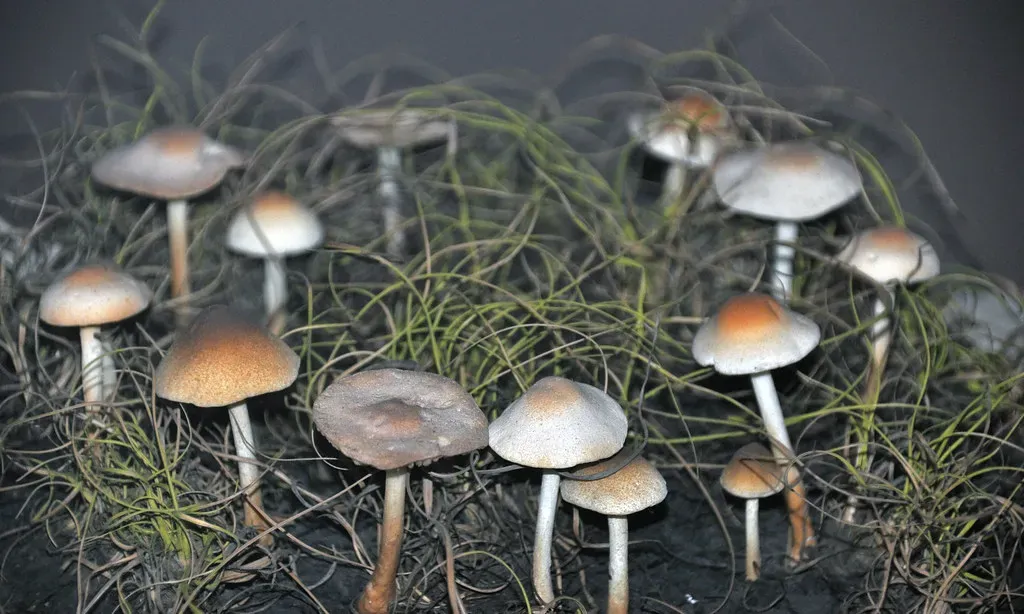 How to Deal With a Fairy Ring If You Do Not Want It There (James St. John, Flickr, CC BY 2.0)