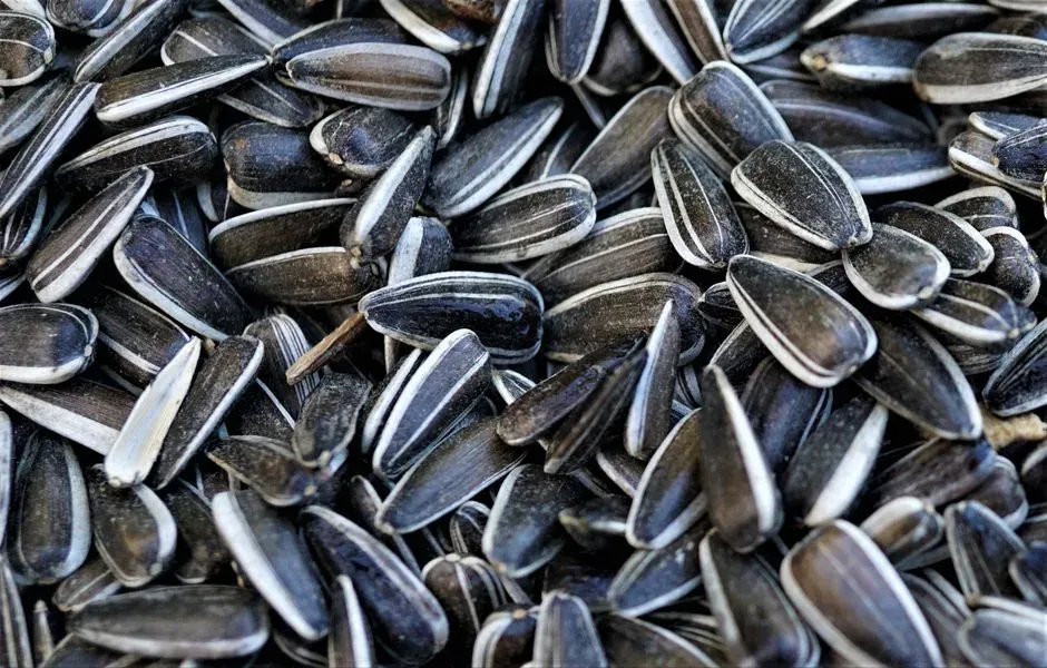 Black Oil Sunflower Seeds: The All‑Time Crowd-Pleaser (Image Credits: Pexels)