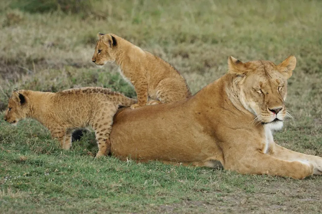 10. A Lioness Who Chose Motherhood Over the Hunt (Image Credits: Unsplash)
