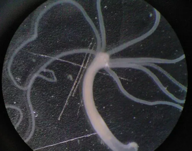 The Hydra: A Tiny Creature That May Not Age at All (Image Credits: Wikimedia)