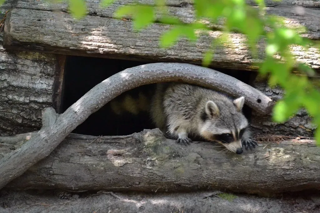 There May Be a Den or Nesting Site Nearby (Tobyotter, Flickr, CC BY 2.0)