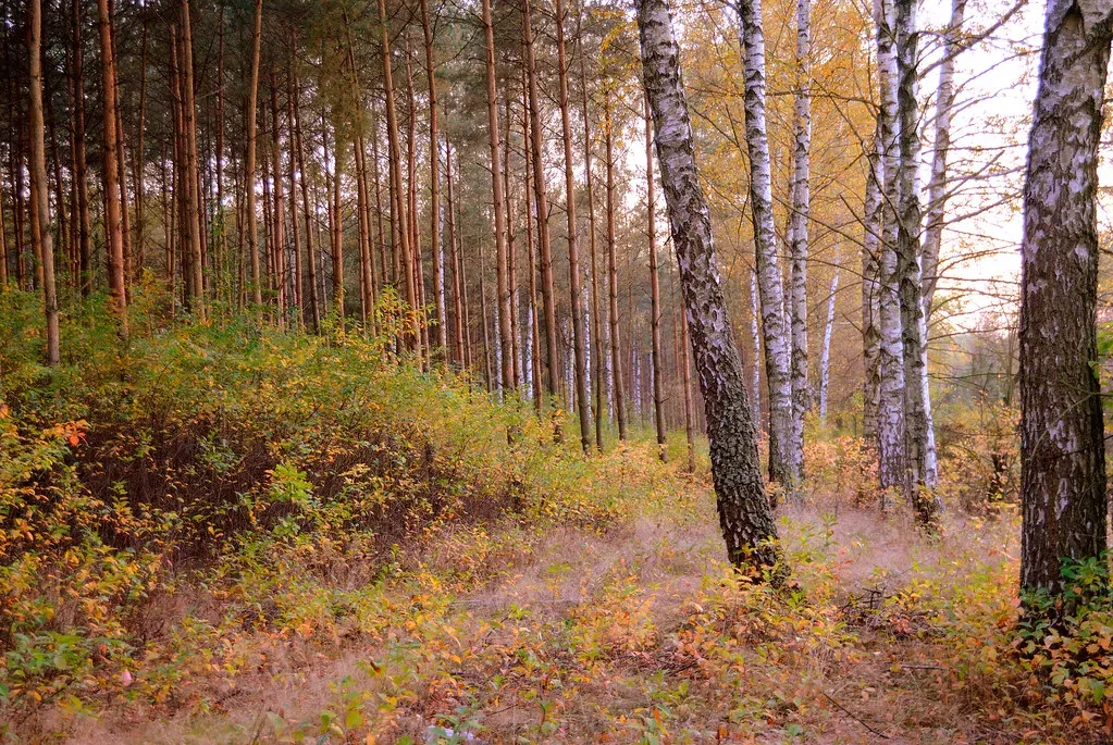 How Plants Adapt to a Changing Climate (Image Credits: Flickr)