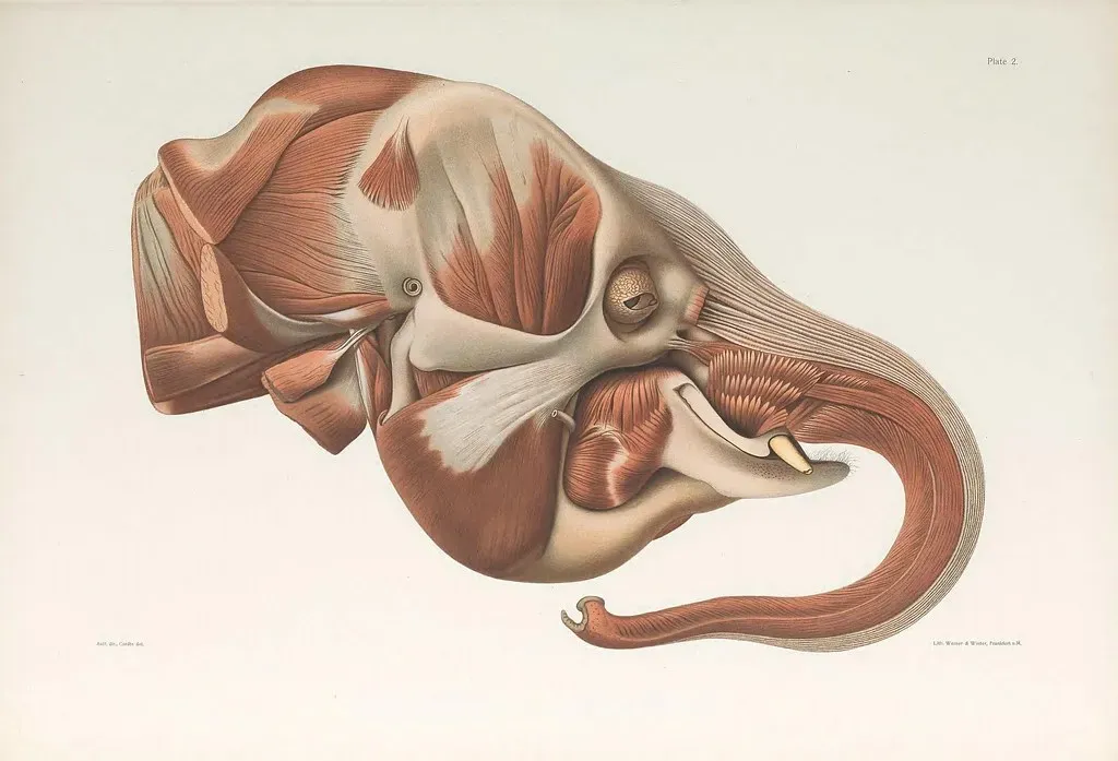 Elephant Ears, Bones, and Brains: The Anatomy Behind Super Sensing (Image Credits: Flickr)