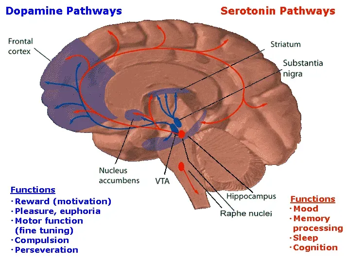 Serotonin: The Mood Stabilizer (Image Credits: Wikimedia)