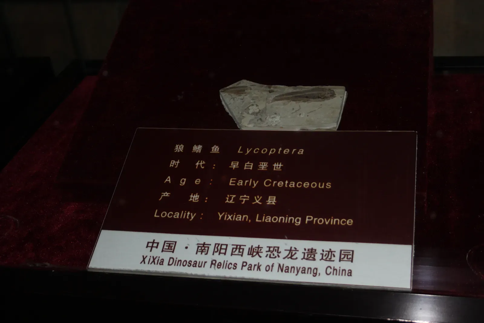 The Road Ahead: Future Tech, New Fossils, and the Next Record-Breaker (Image Credits: Wikimedia)