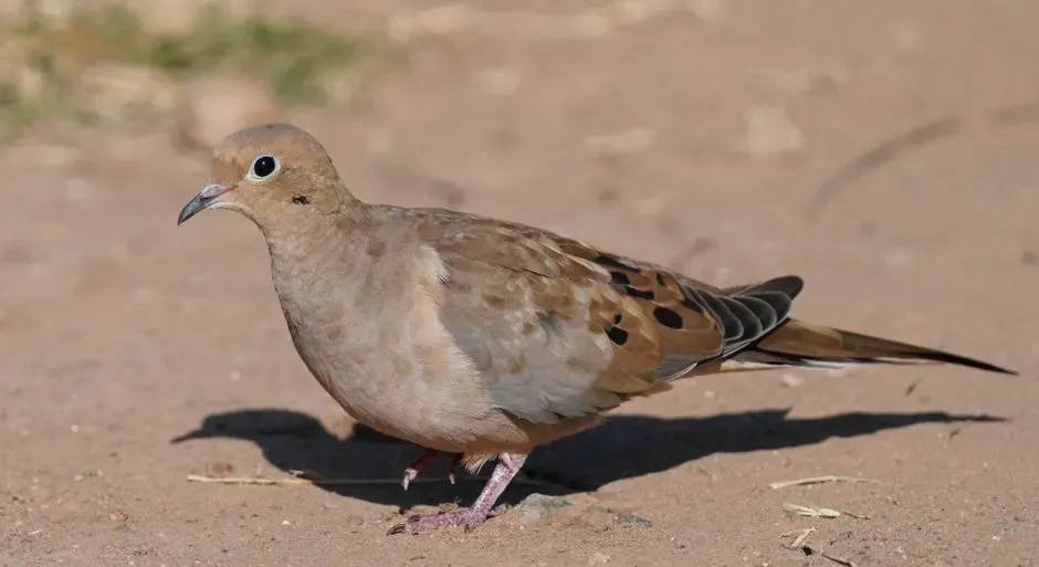 Libra – The Dove of the Oasis: Peacekeeper in Harsh Light (Image Credits: Pexels)