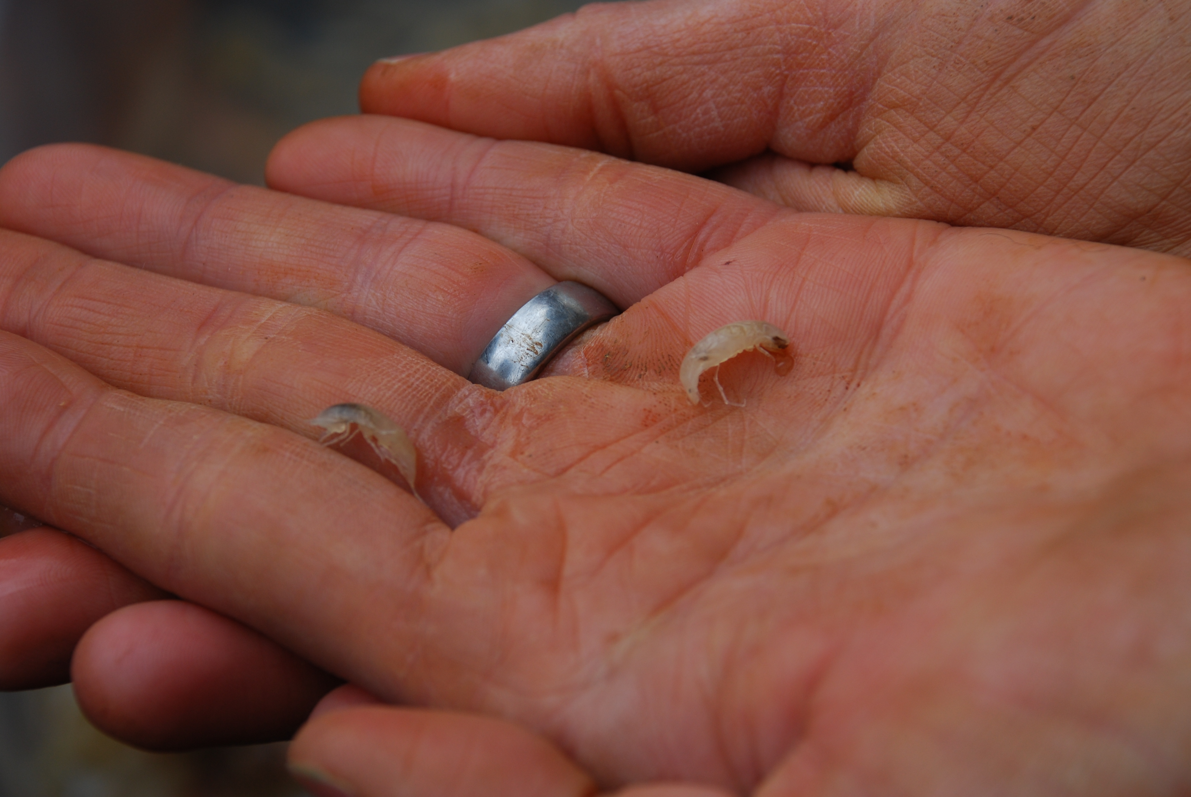 The Hidden World Beneath Our Feet (Image Credits: Wikimedia)
