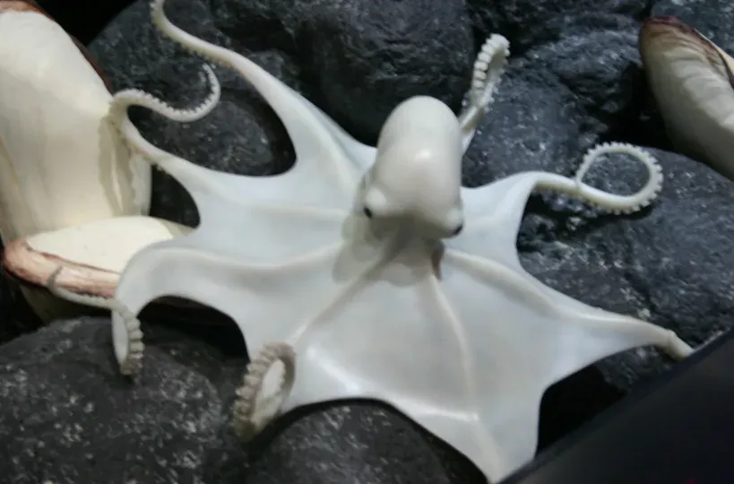 10. Dumbo Octopus – The Surprisingly Cute Deep-Sea Oddball (Image Credits: Flickr)