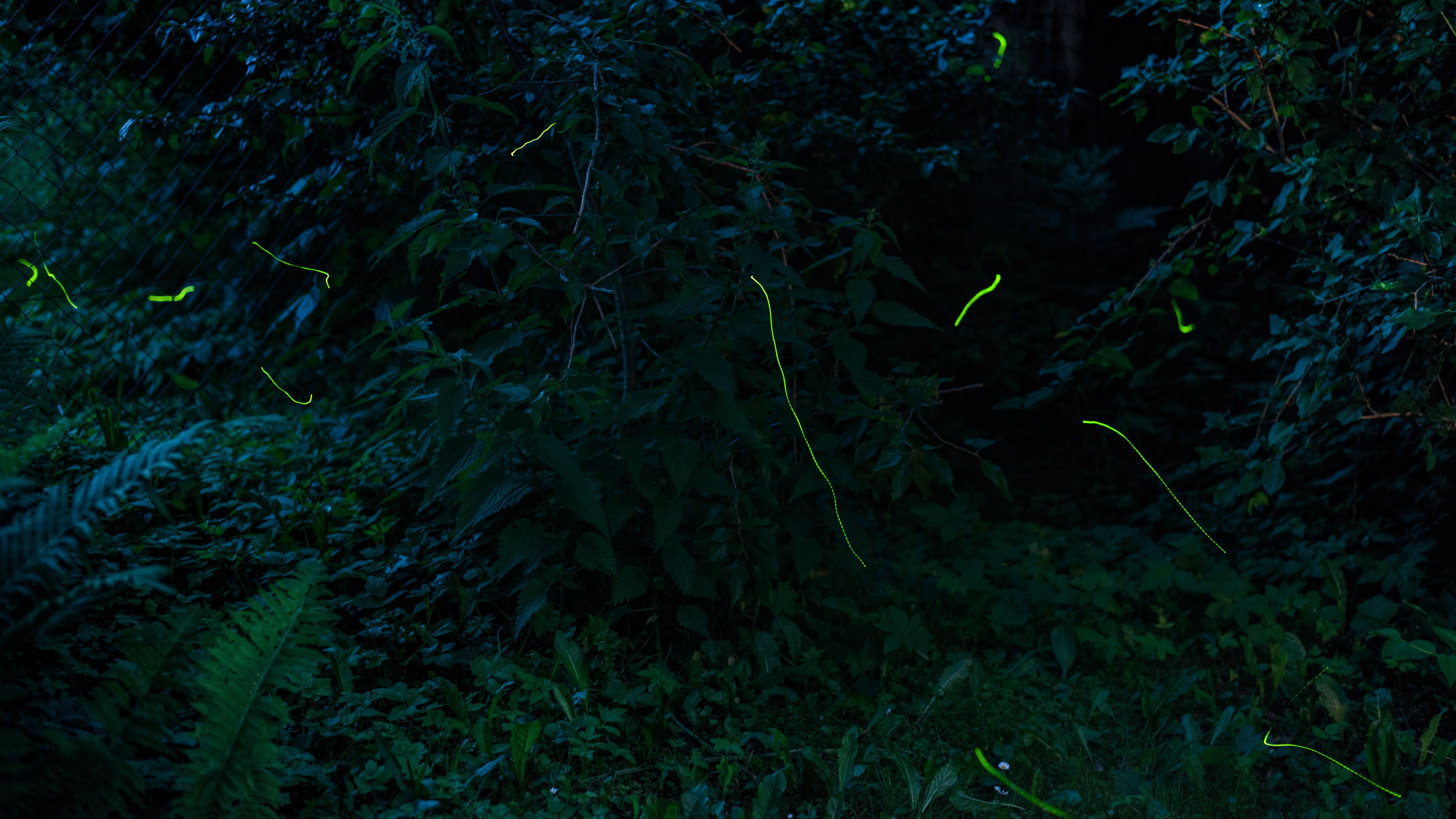 A Language of Light: Flash Patterns, Spectra, and Behavior (Image Credits: Wikimedia)