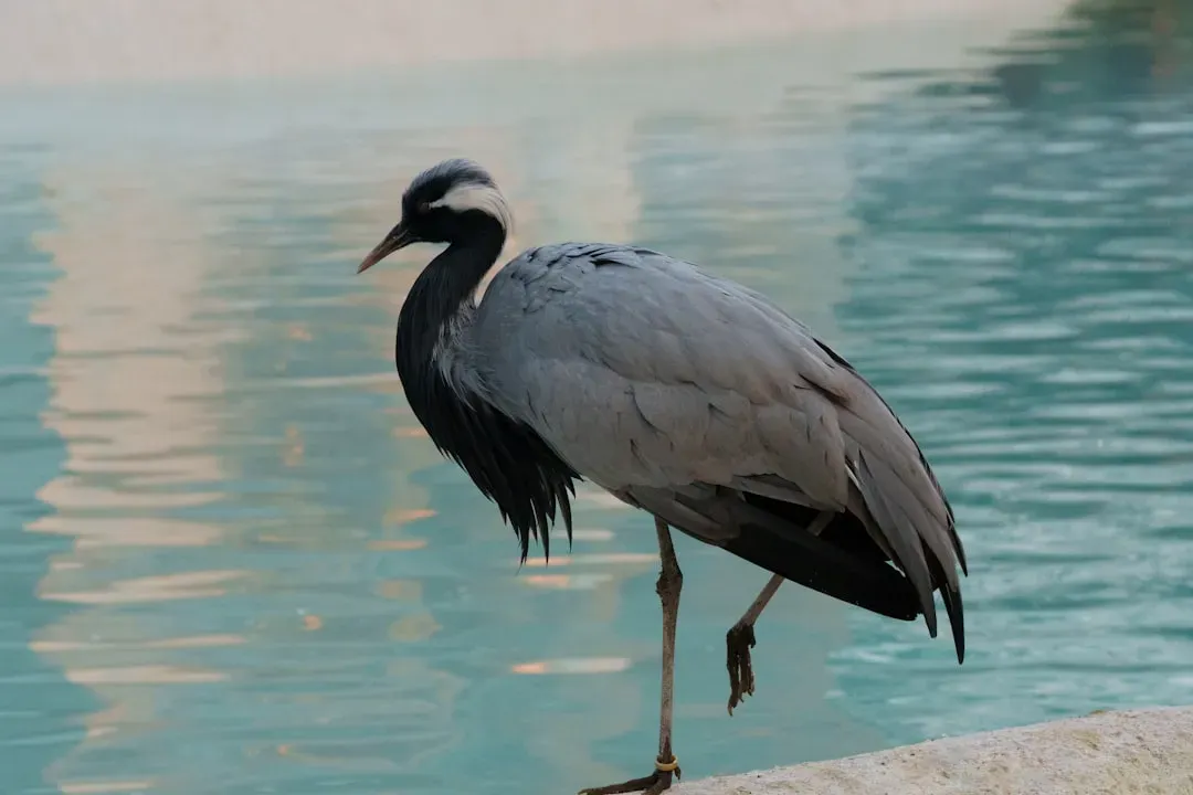 Conclusion: Standing Eye-to-Eye With the World’s Giant Cranes (Image Credits: Unsplash)