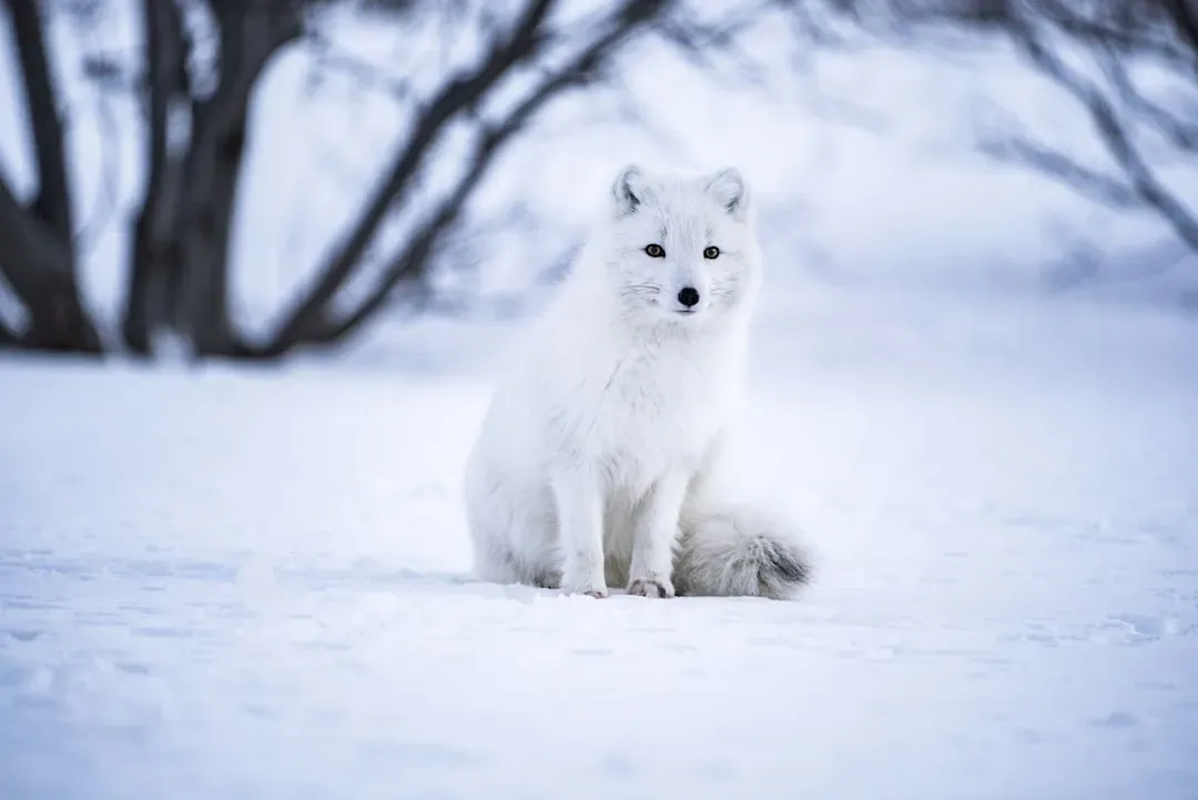 Aquarius: The Unconventional Arctic Fox Dancing at the Edge (Image Credits: Unsplash)