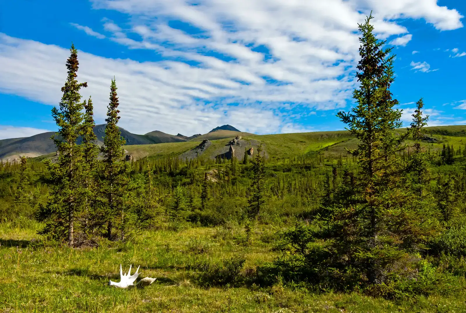 What This Shifting Forest Tells You About the Planet’s Future (By Daniel Case, CC BY-SA 3.0)
