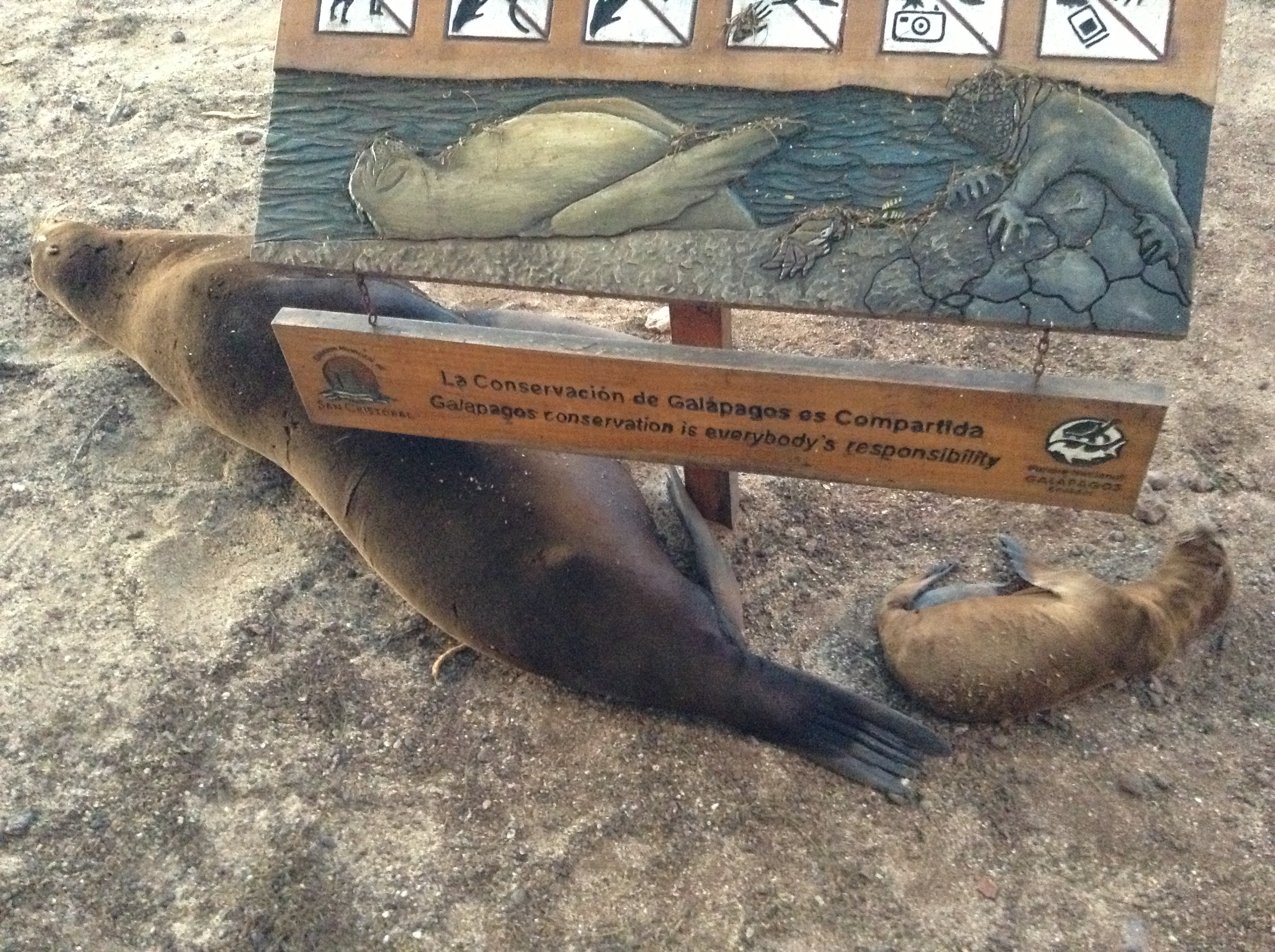 Future Conservation Strategies (Image Credits: Wikimedia)