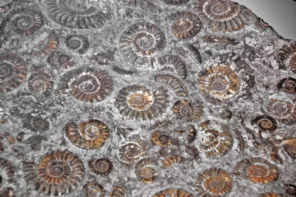 Paleozoic Seas: When Arizona Was Underwater (Image Credits: Flickr)