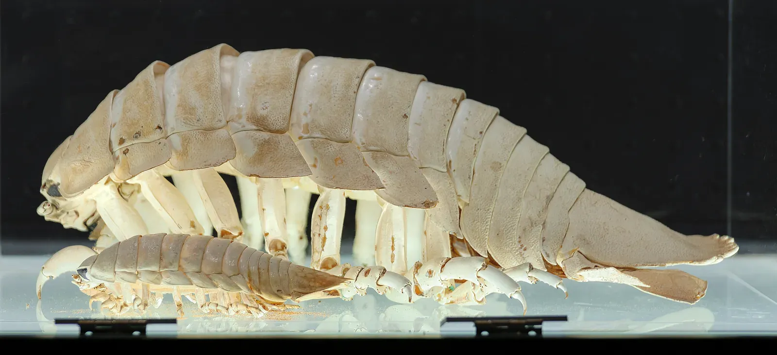 6. The Giant Isopod: A Pill Bug the Size of a House Cat (Image Credits: Wikimedia)