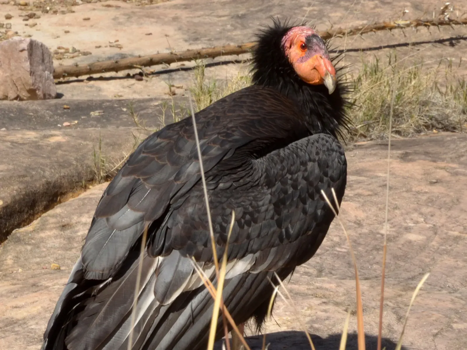 7. California Condor: Soaring Efficiency and a Taste for the Hardest Job (Image Credits: Wikimedia)