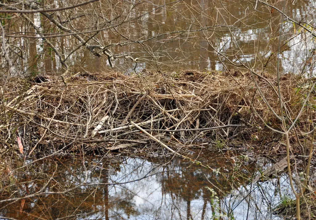 How Beaver Dams Create Living Firebreaks (Image Credits: Flickr)