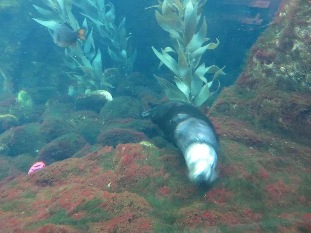 2. Their hunting behavior physically reshapes the seafloor community (Ken Lund, Flickr, CC BY-SA 2.0)