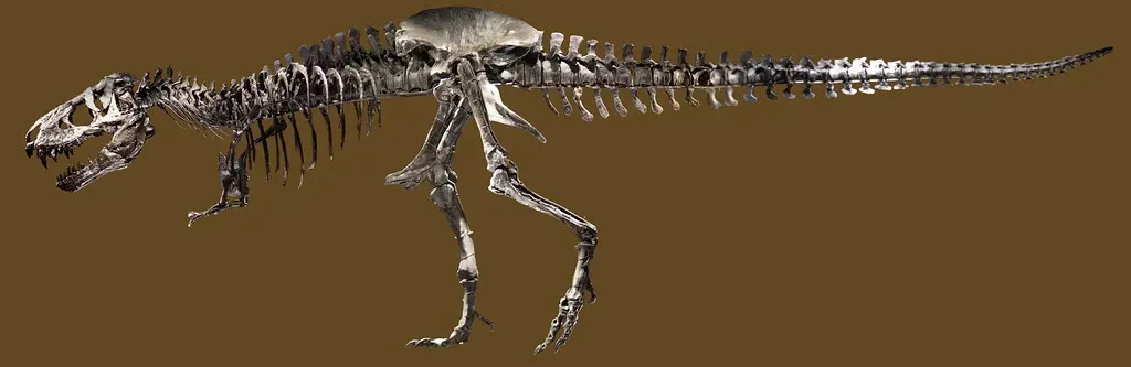 #1 - T. rex: The King Built on a Patchwork and Still Being Redrawn (Image Credits: Flickr)