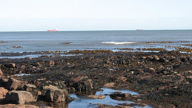 Heatwave Survivors Tell a Story: Refugia and Seed Banks (Image Credits: Wikimedia)