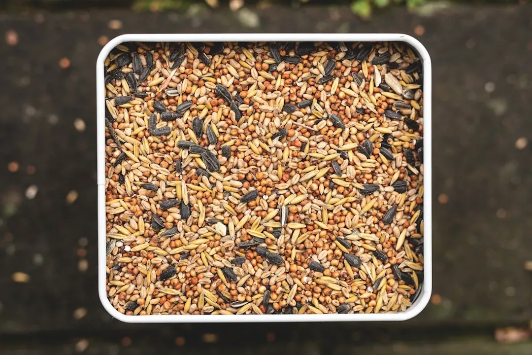 Millet and Mixed Seeds: Ground-Feeding Birds’ Comfort Food (Image Credits: Unsplash)