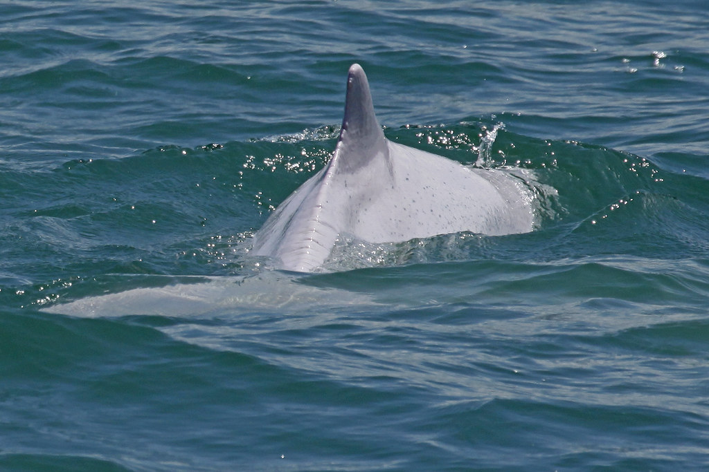 The 2023 Viral Sighting (Image Credits: Flickr)