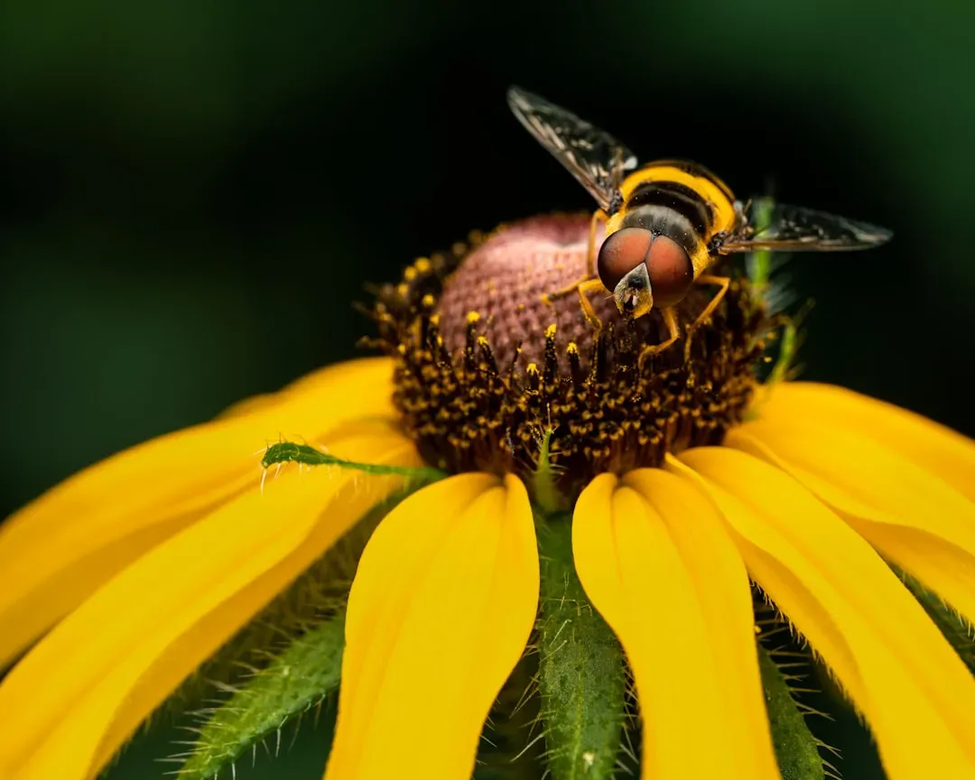 Bees: Ultraviolet Patterns and Polarized Skies as Navigation Tools (Image Credits: Unsplash)