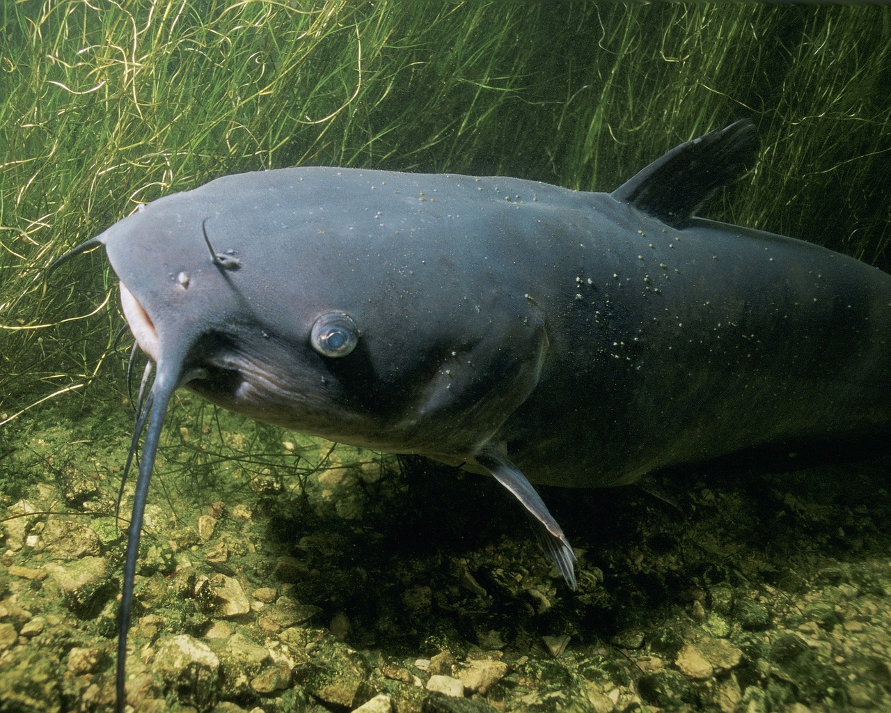 Pisces: The Dreamy River Catfish (Image Credits: Pixabay)