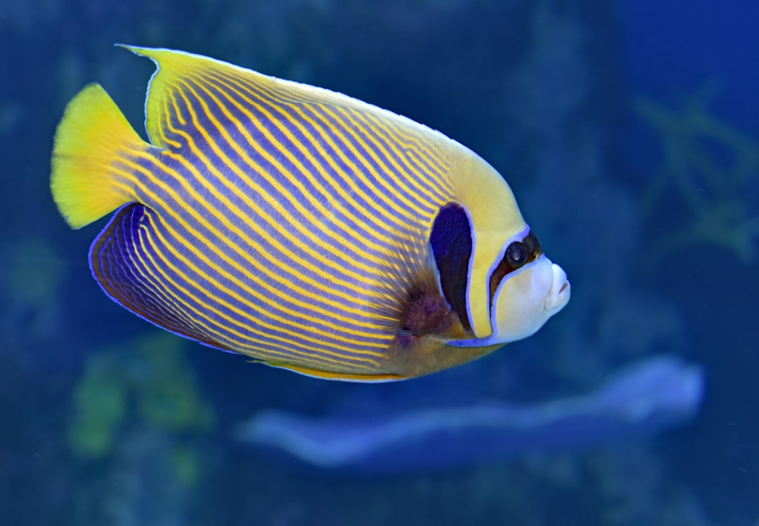Libra (September 23 - October 22): The Graceful Angelfish (Image Credits: Unsplash)