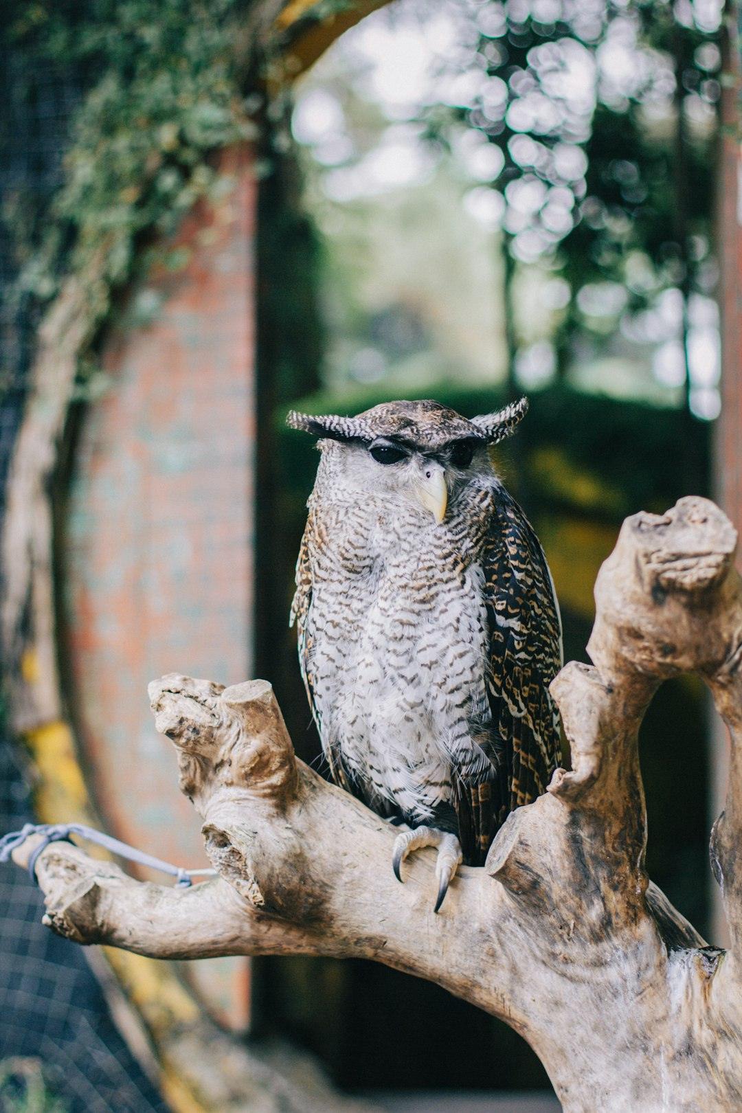 Regional Totems: From Southwest Deserts to Northern Forests (Image Credits: Unsplash)