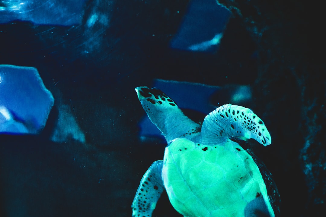 Taurus: The Steadfast Hawksbill Sea Turtle (Image Credits: Unsplash)