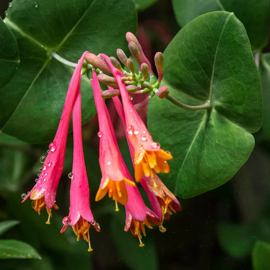 2. Trumpet Honeysuckle (Lonicera sempervirens) (Me in ME, Flickr, CC BY 2.0)