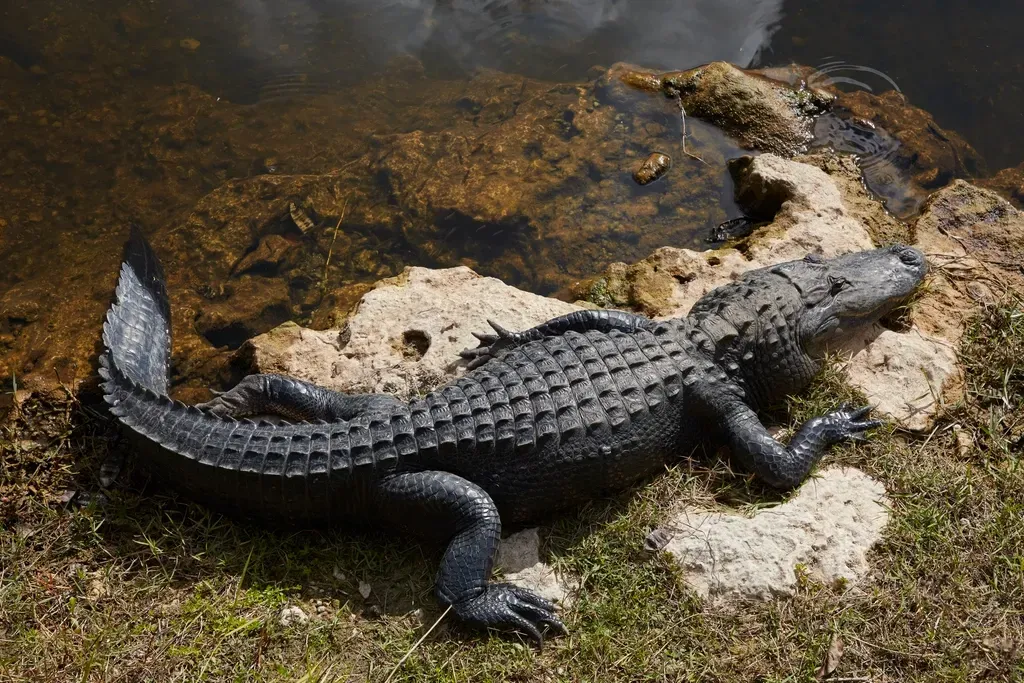 Scorpio – The American Alligator (Image Credits: Rawpixel)