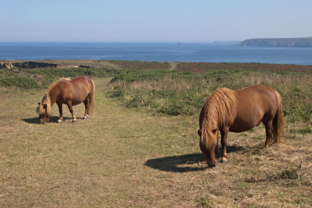 Newfoundland Pony: Canada’s Coastal Worker In Recovery Mode (Image Credits: Wikimedia)