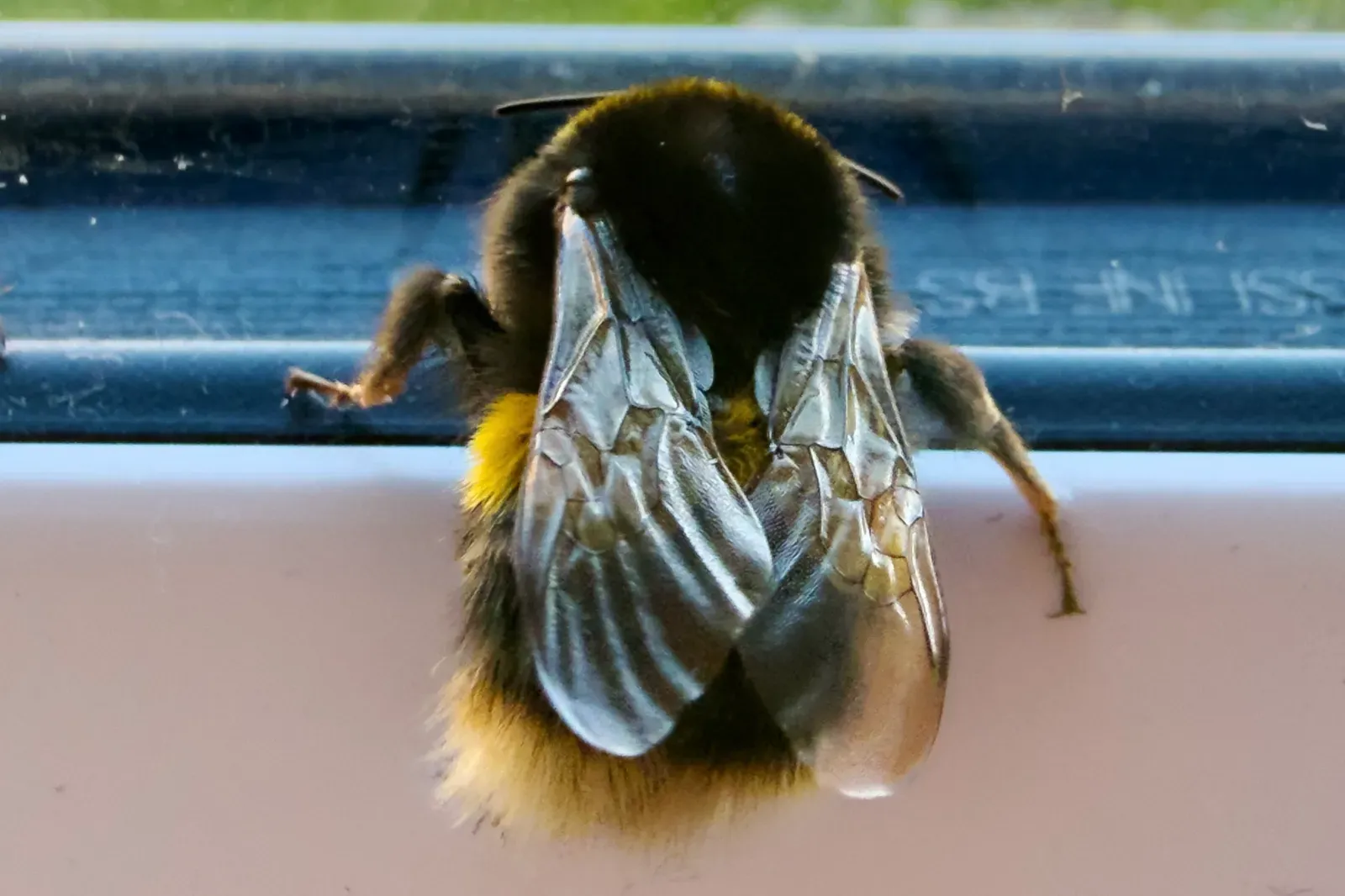 2. Honeybees: Dancing Detailed Directions to Food (A bee taking a rest. Bee Wings, CC BY 4.0)