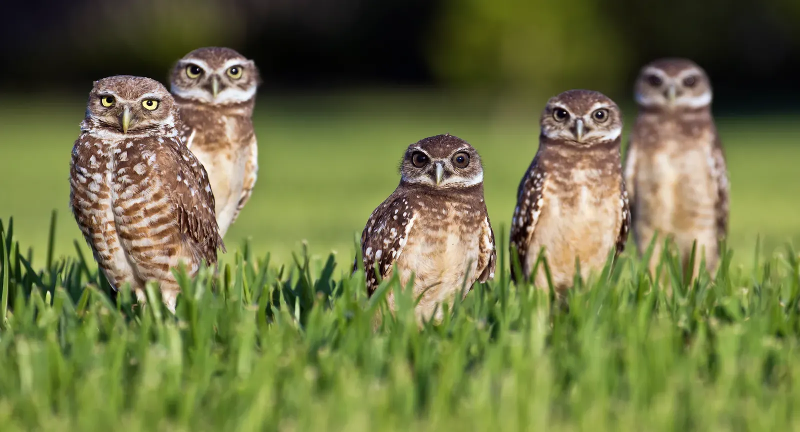 Burrowing Owl (Image Credits: Wikimedia)