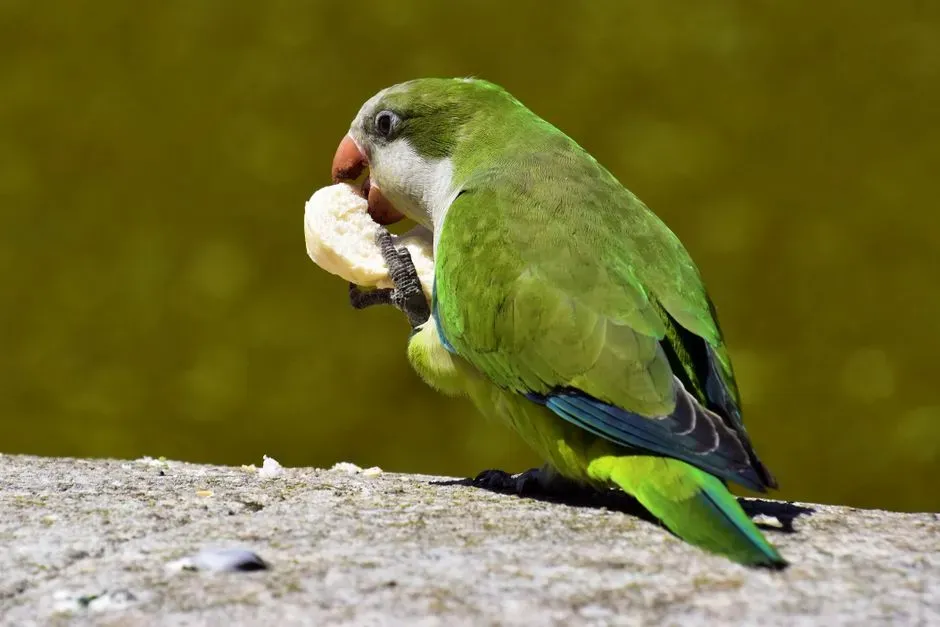 5. Obsessive Destruction or Chewing Everything in Sight (Image Credits: Pexels)